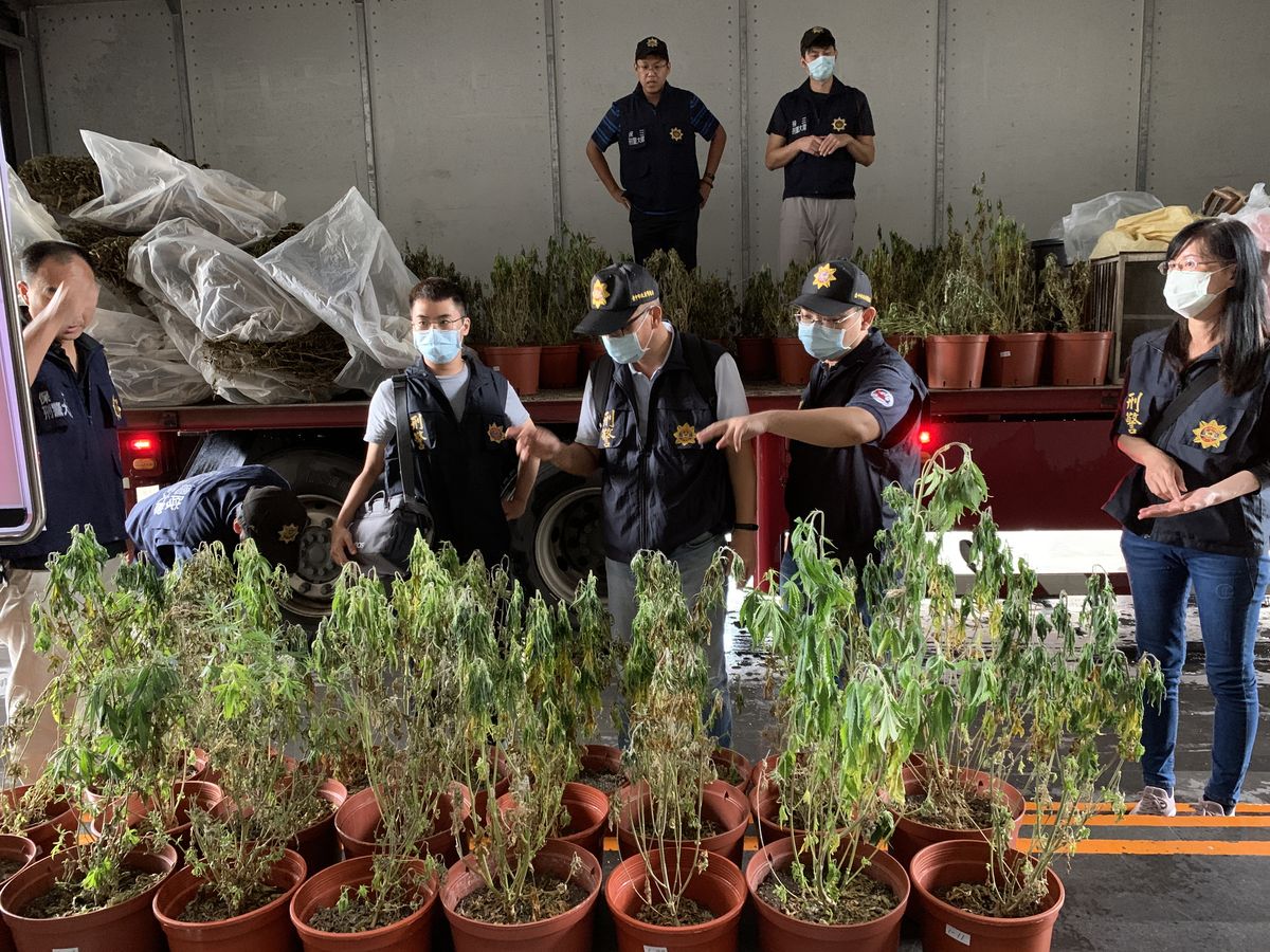 檢警查獲「史上最大大麻自耕農」 毒品市值超過6億元