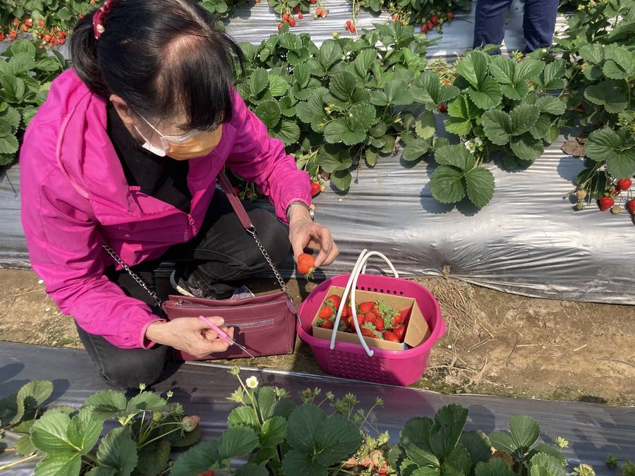 「草莓世界」提供北屯區弱勢與家庭免費入園採果