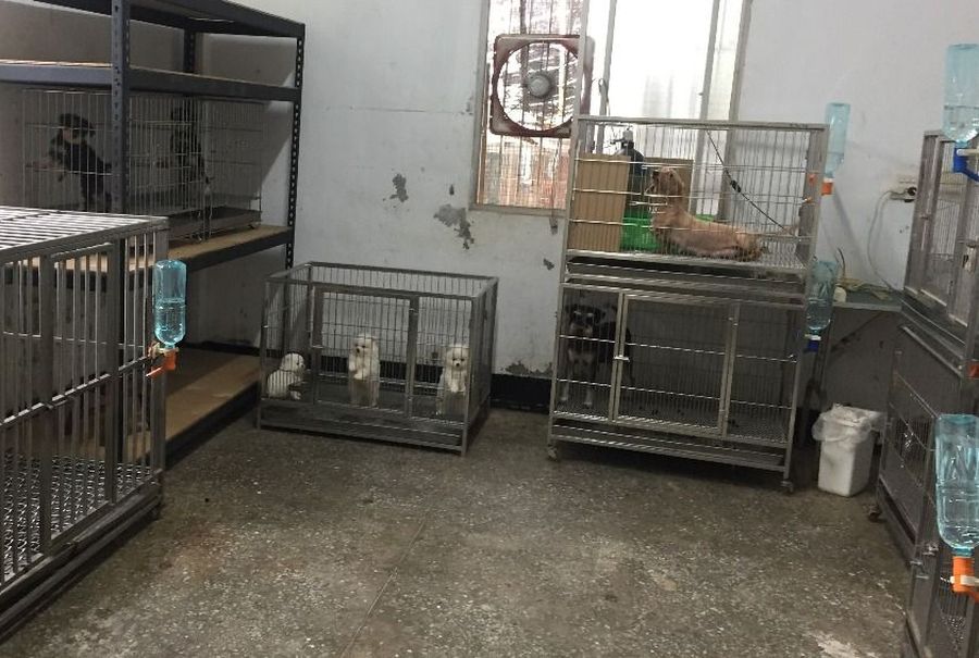 走私貓向上追查　高雄寵物業者涉重嫌收押