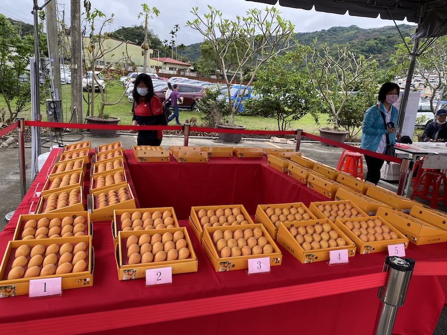 太平枇杷“聖”大健行活動登場 當令水果枇杷現買「最青」助小農