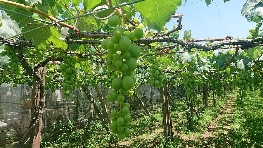 巨峰葡萄農損達災害救助標準 中市府加碼補助萬元津貼