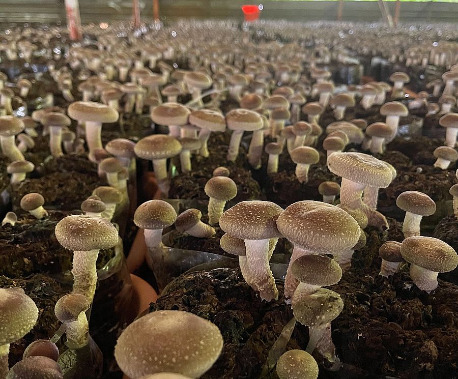 垃圾變黃金！中市清潔隊媒合業者再利用廢木料