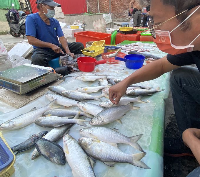 午仔魚輸陸未獲准 潘孟安：自立自強