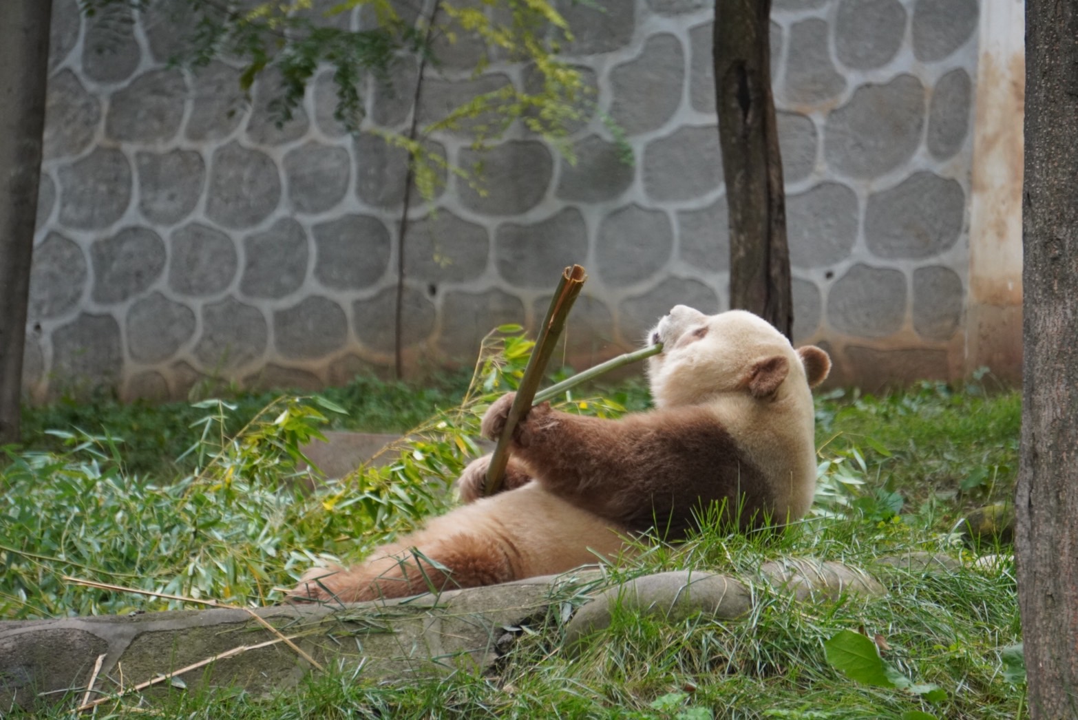 秦嶺大熊貓與周至獼猴桃：雙重探索自然之寶