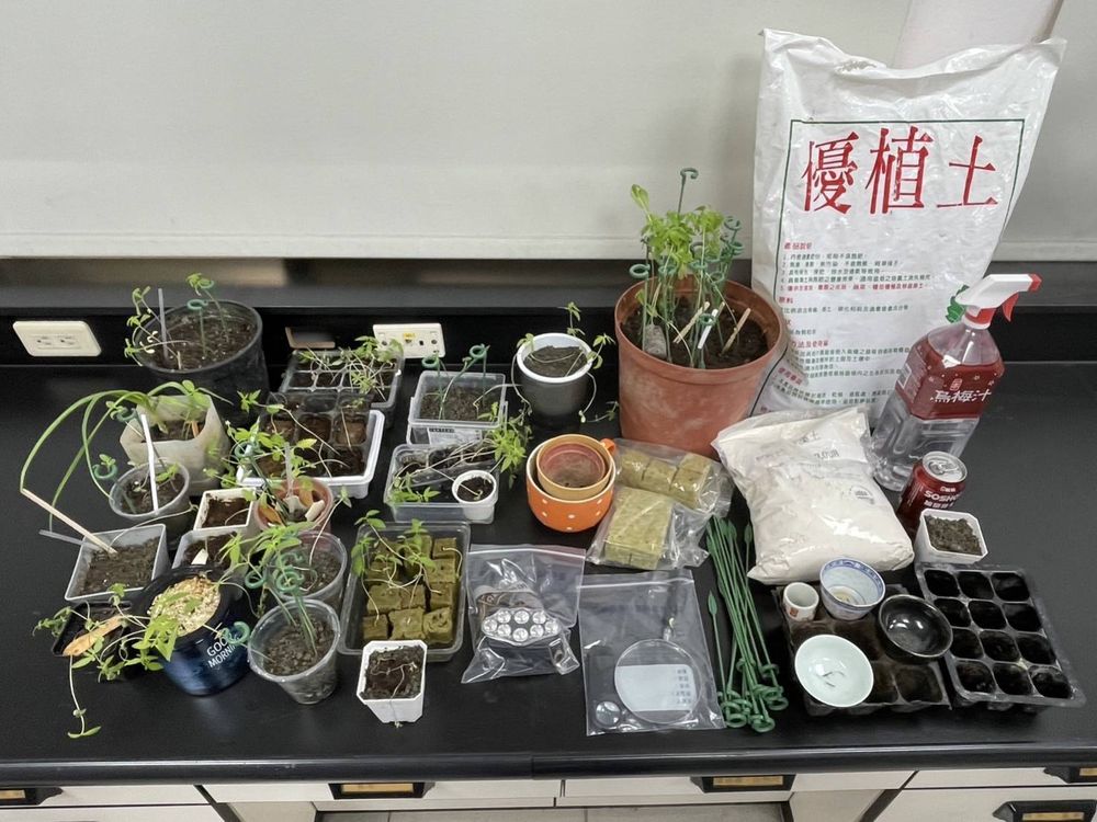 異想天開利用碳酸飲料栽種大麻 中市警強力掃蕩破獲大麻工廠