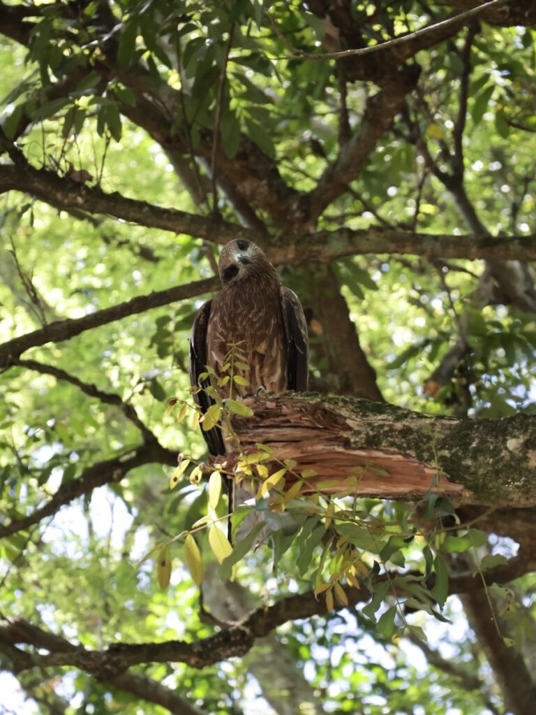 中市潭子區現猛禽黑鳶 農業局籲：勿餵食野生動物！