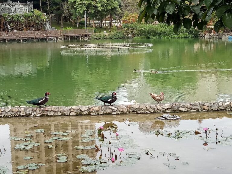 愛牠就不要棄養牠！中市建設局攜手民間推動豐樂雕塑公園生態共好