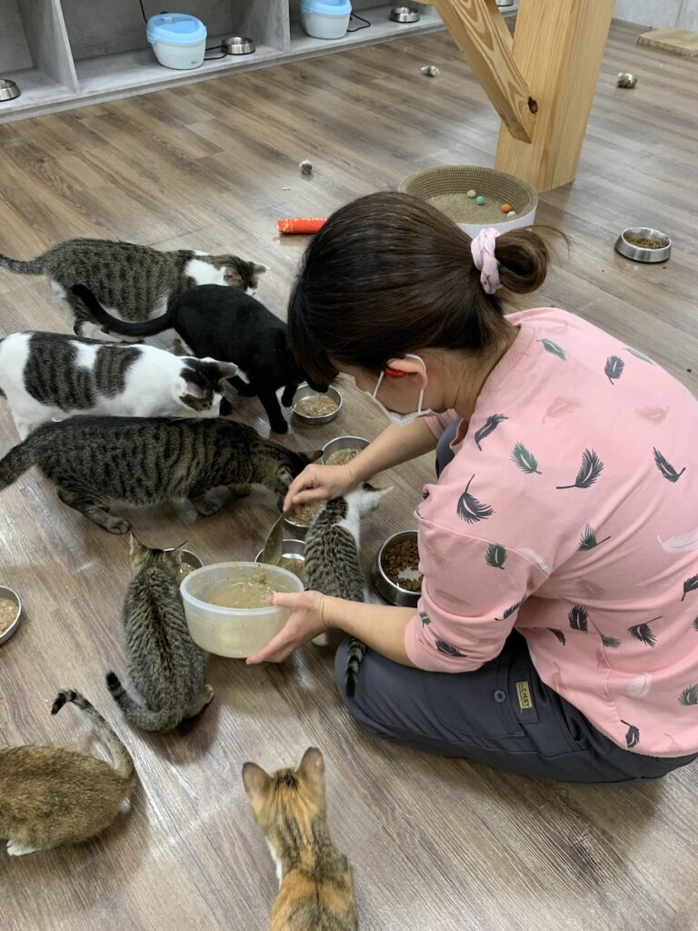 一起來「吸貓」！台中一日志工體驗6/11起開放報名