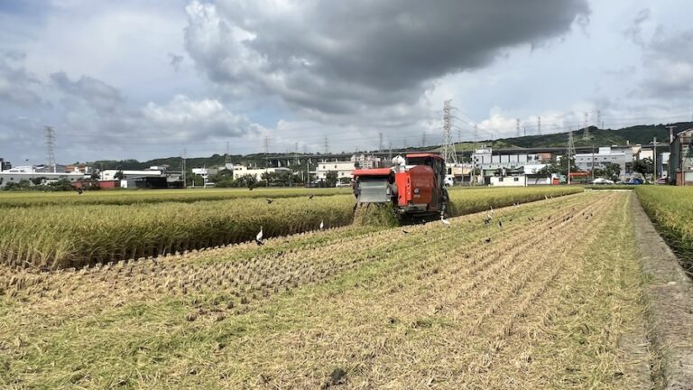 中市農業局推「稻草剪段防止焚燒稻草計畫」 一期作7/31前受理補助
