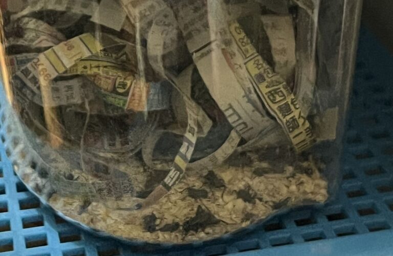 中市刑大抓毒 驚見毒販養蜘蛛求好運