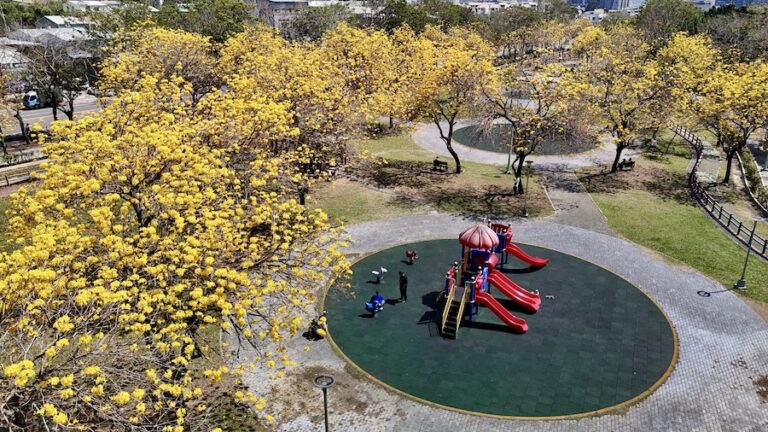 把握最後春日限定美景！台中廍子公園黃花風鈴木盛開炸滿