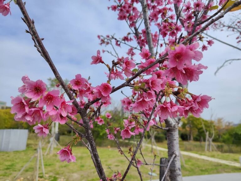 讓樹木有個適合的家！ 台中嶺東公園櫻花綻放點綴初春景色