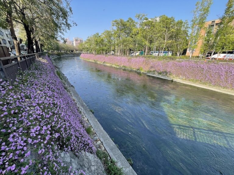 紫色浪漫滿綠川！ 中市水利局邀您共賞春日花海秘境