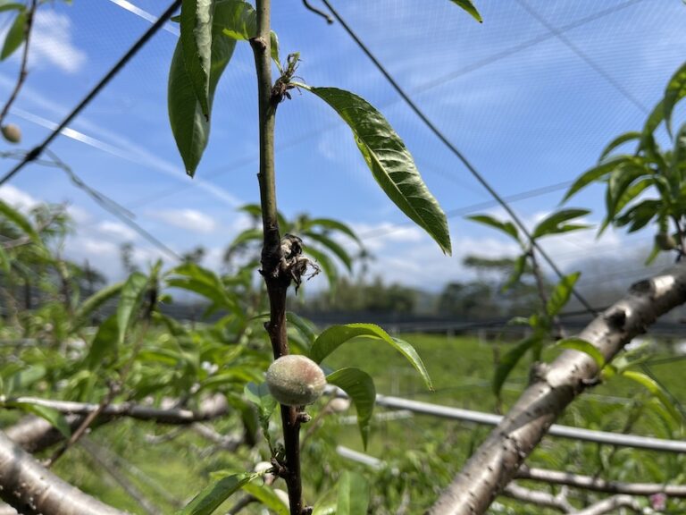 中市桃低溫災損 農業局提醒4/8前可申請現金救助
