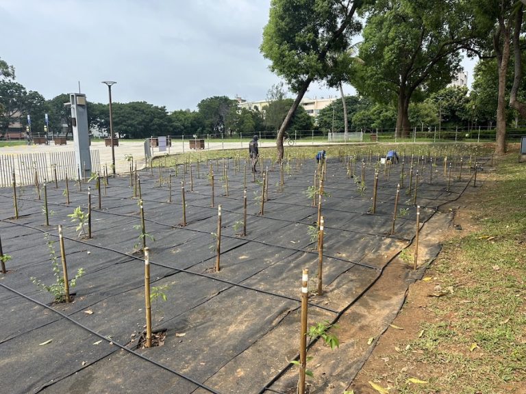守護原生林相、打造城市綠洲！ 中市建設局啟動后里森林公園生態復育工程