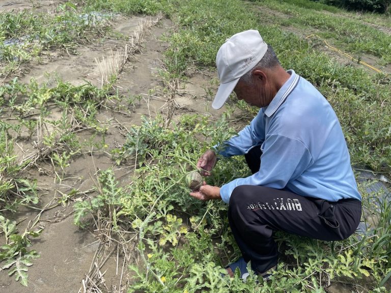 中市西瓜、黑后葡萄及金香葡萄災損 8/13前可申請現金救助