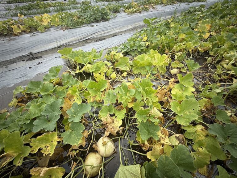 農業部公告中市為天然災害現金救助及低利貸款地區 農業局提醒7/24前申請
