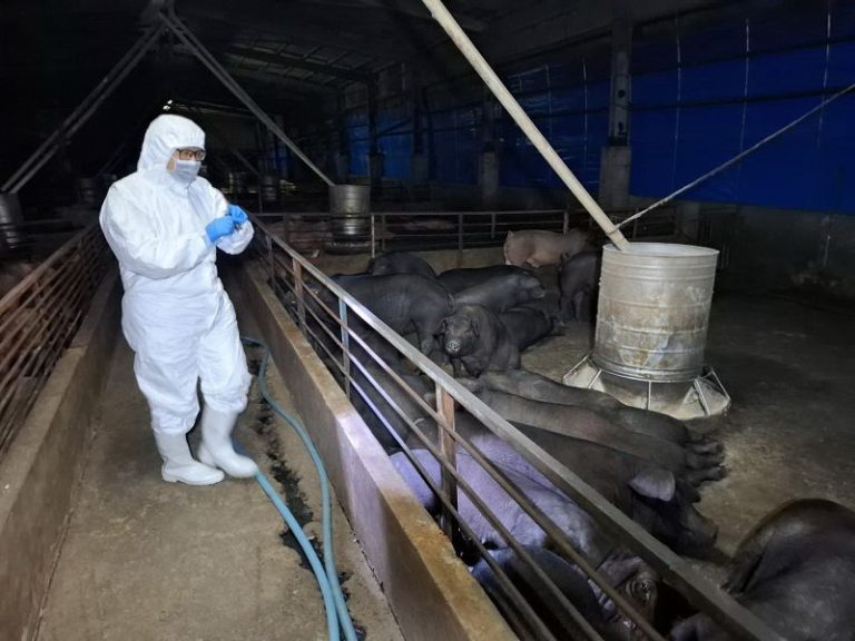 台中非洲豬瘟案 豬農父子涉業務登載不實羈押禁見