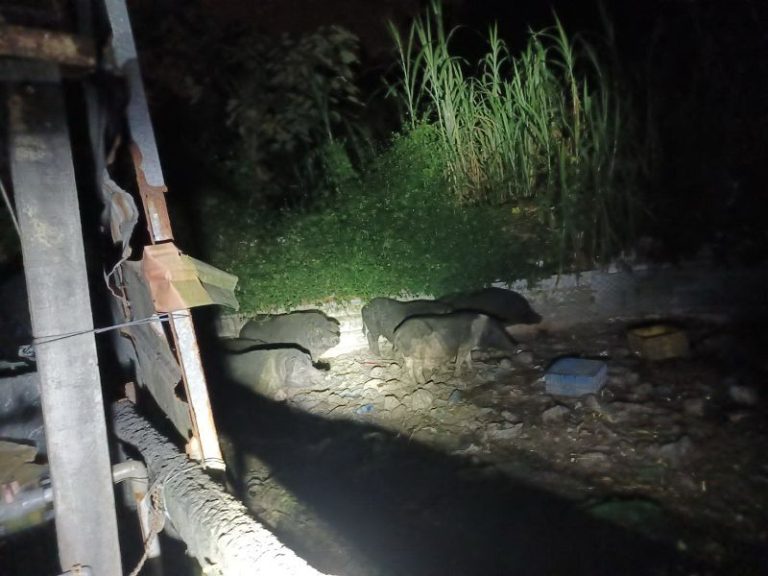 太平山豬場4件環境糞便採樣 初篩非洲豬瘟陰性