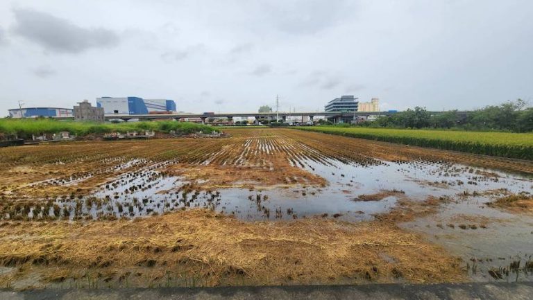 中市推稻草再利用計畫 12/5前受理今年2期作補助