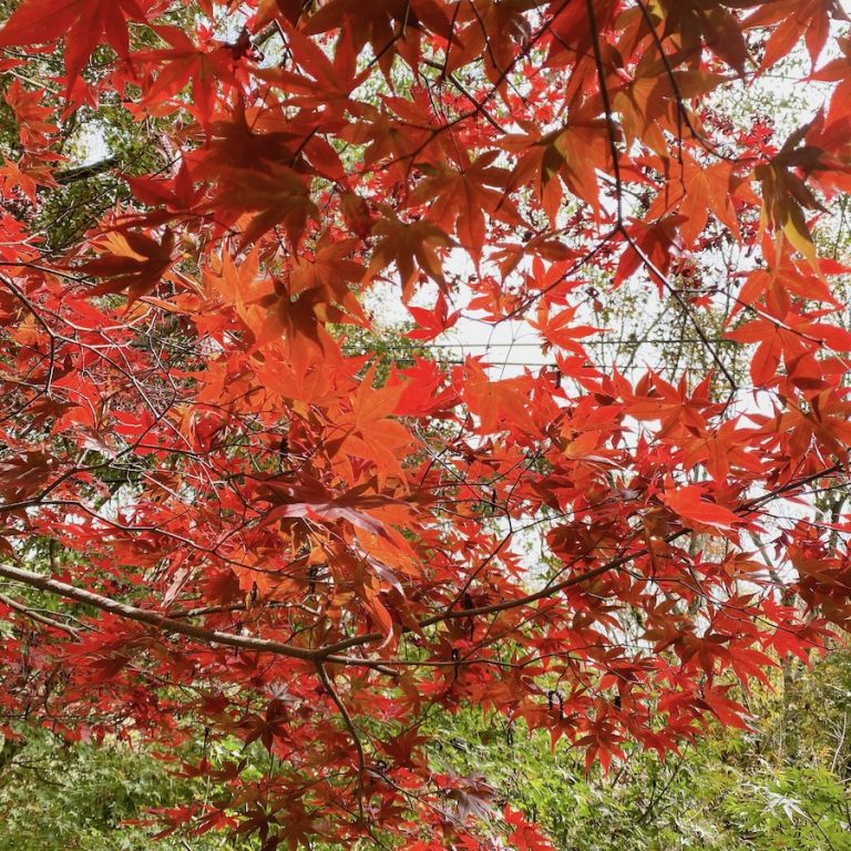 梨山秋季「楓」景登場！交通局開賣台中Go限時優惠套票 搭公車賞楓趣