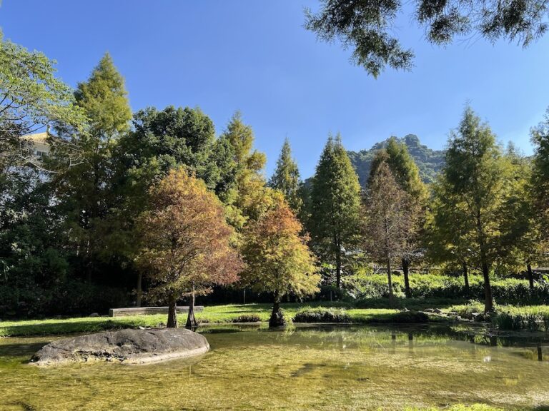 秋冬美景正盛！后里、南屯、太平落羽松接力轉色，打造城市最詩意風景線！