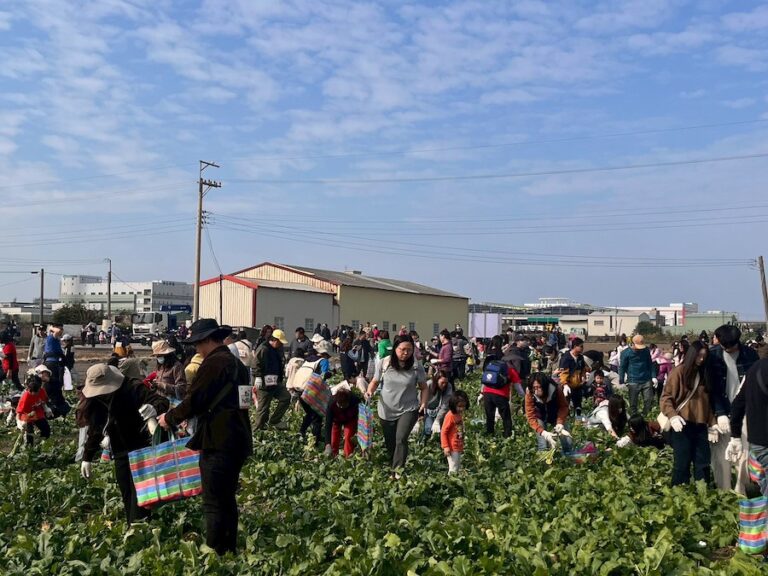 梧棲「57蘿蔔日」熱鬧登場　農趣拔蘿蔔迎新年、體驗在地農業文化