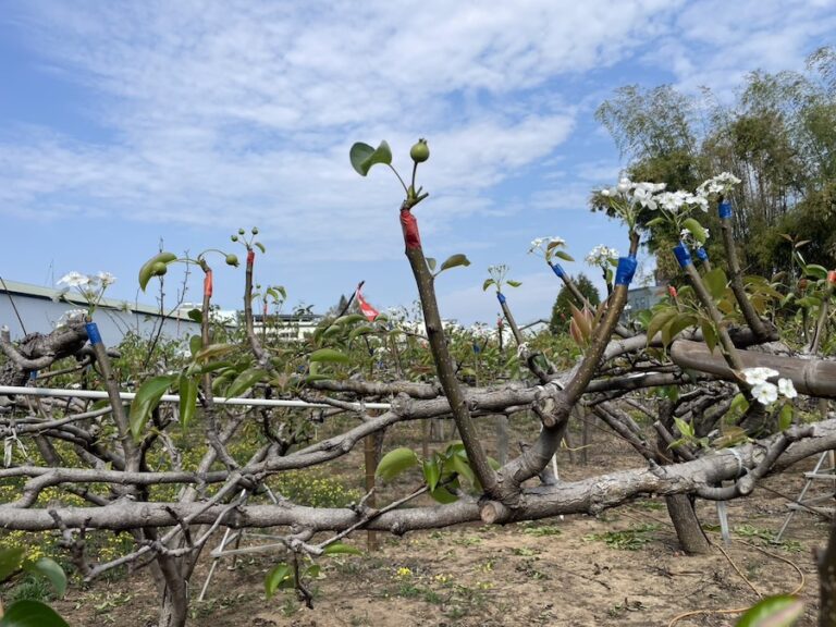 山城梨園進入關鍵期 中市農業局籲請提前防範梨赤星病　守護花果健康