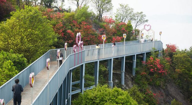 嶺頭杜鵑紅勝火 雲端花海醉蕉城